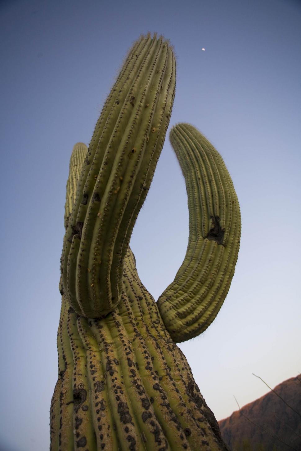 Free Image of Saguaro Cactus 