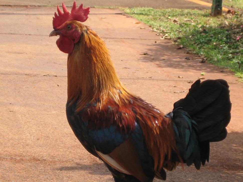 Free Image of Rooster Standing on Side of Road 