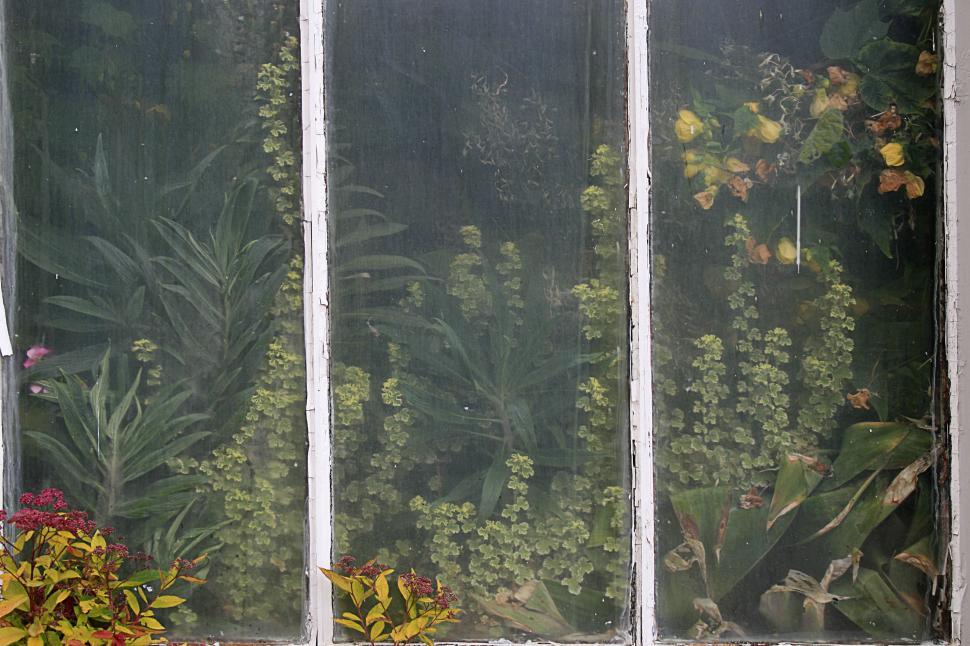 Free Image of glasshouse window 