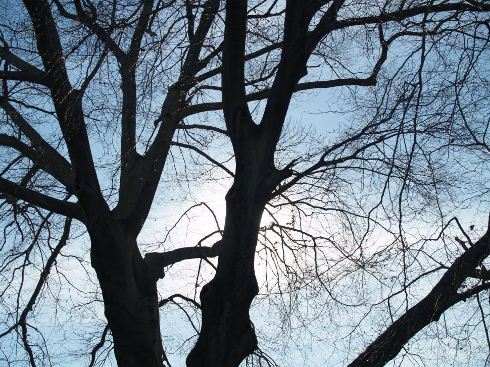 Free Image of Tree silhouette 