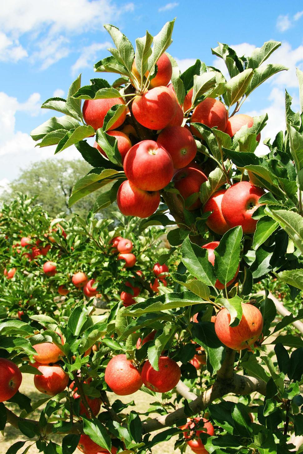 Free Image of Apples on the tree 