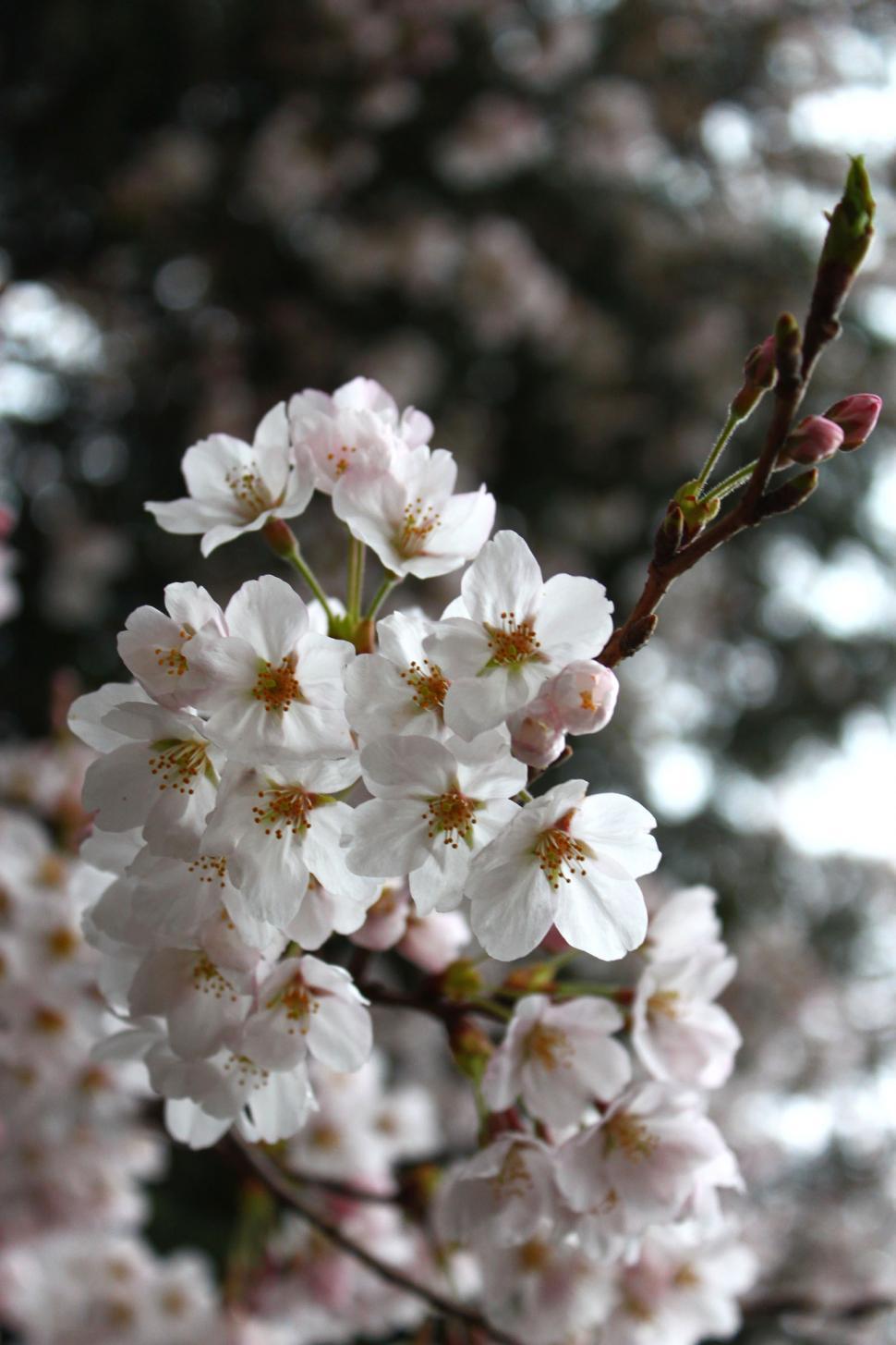 Free Image of Close Up of Tree With White Flowers 