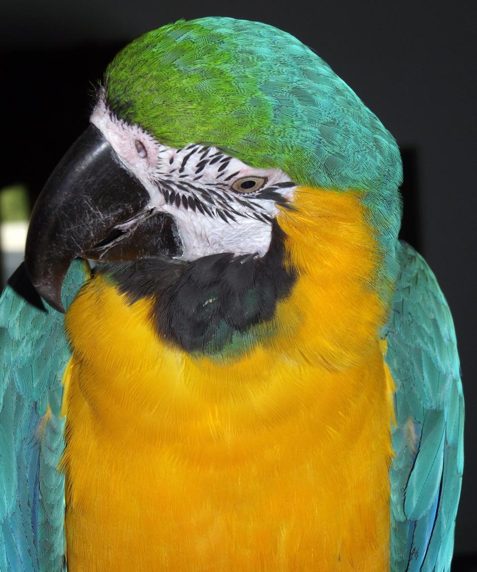 Free Image of Blue and Gold Macaw detail 