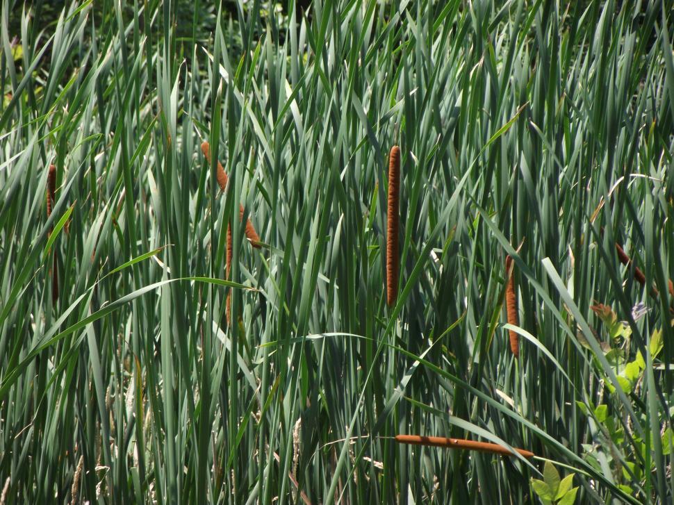 Free Image of Cattail swamp plant close up 