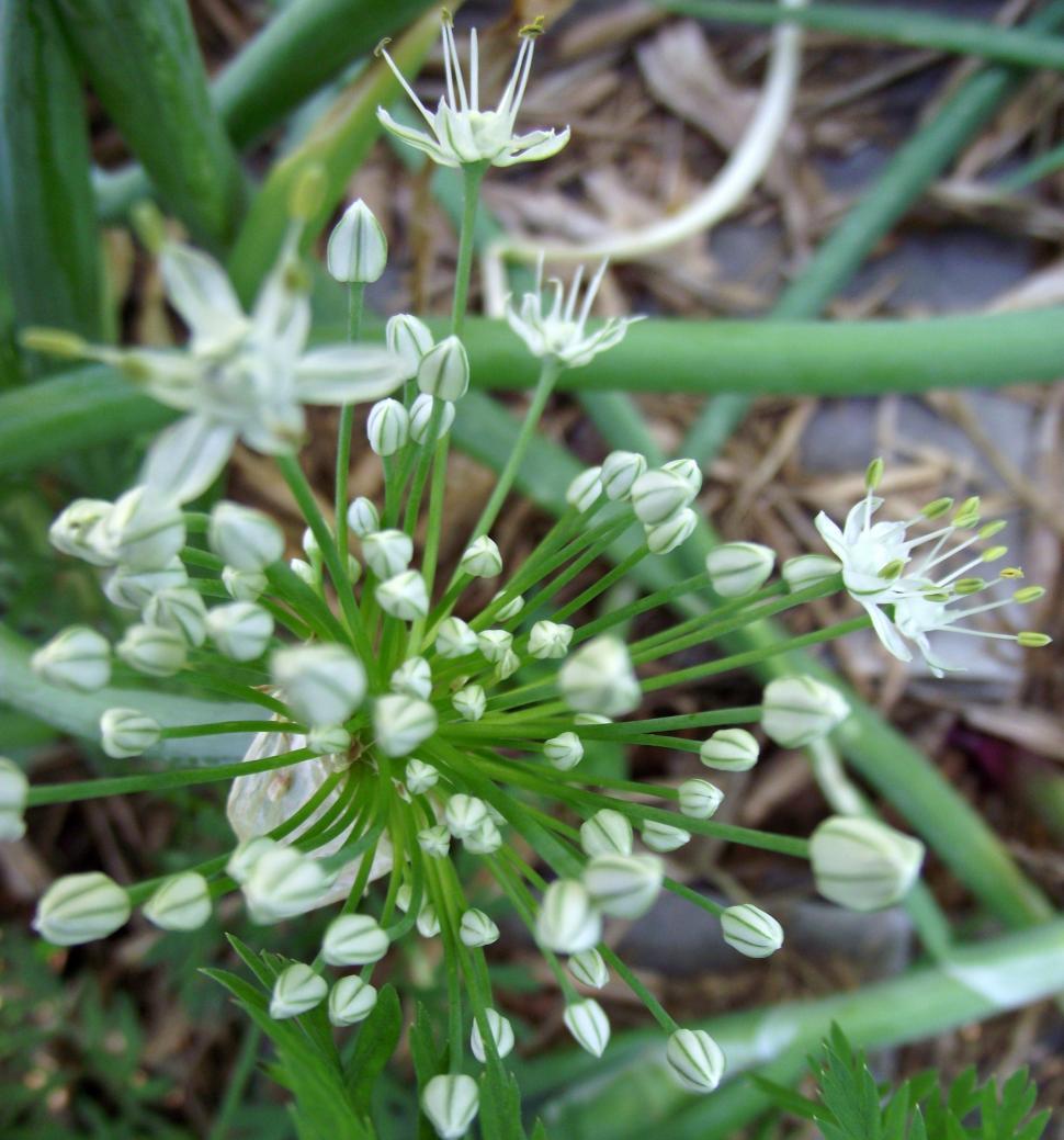 Free Image of Onion plant flower macro 