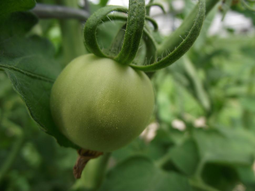 Free Image of Green tomato close up 