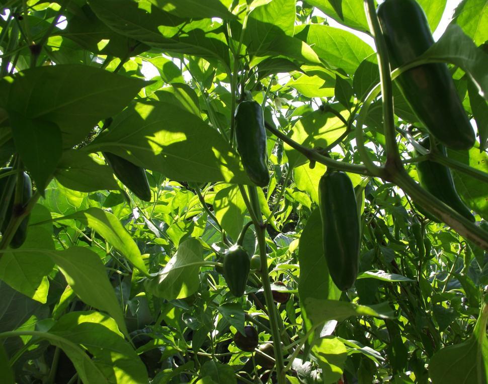 Free Image of Jalapeno peppers on plants 