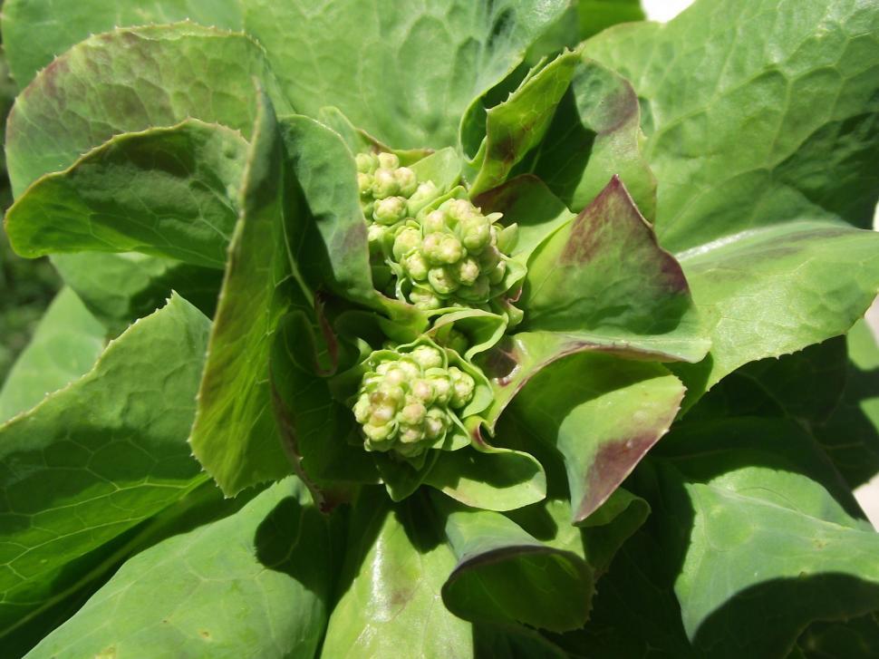 Free Image of Flowering lettuce plant with green leaf lettuce 