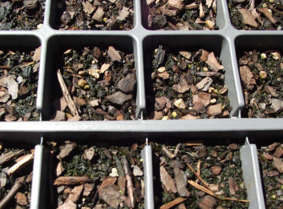 Free Image of Nursery planting seed trays full of dirt 