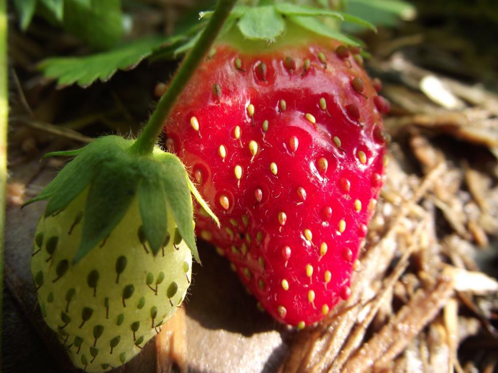 Free Image of green and red strawberry growing on the plant 