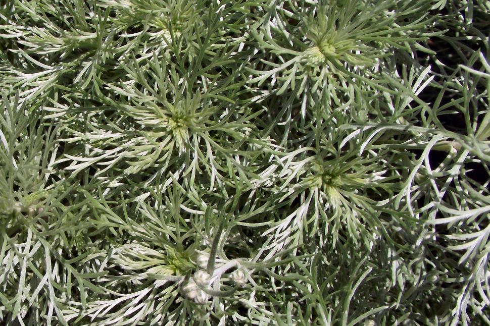 Free Image of silver leaf fern plant 