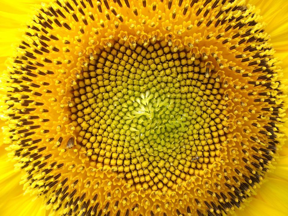 Free Image of Sunflower plant close up center 