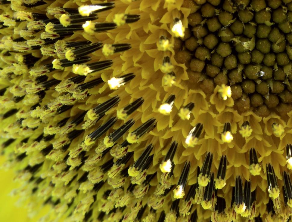 Free Image of Sunflower plant super close up center pollen 