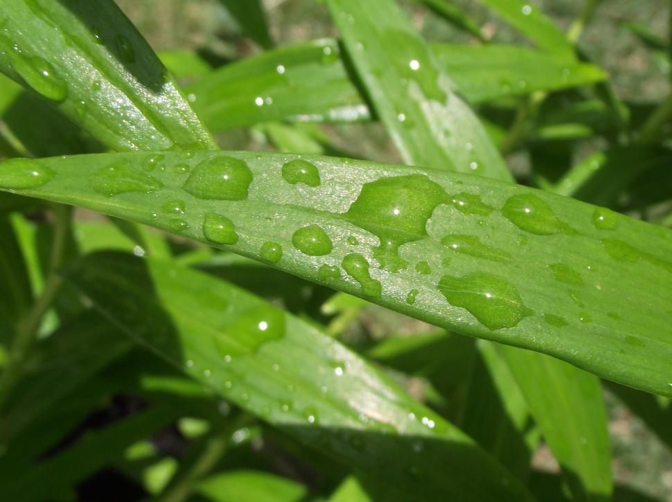 Free Image of Water drops on lilly leaves 