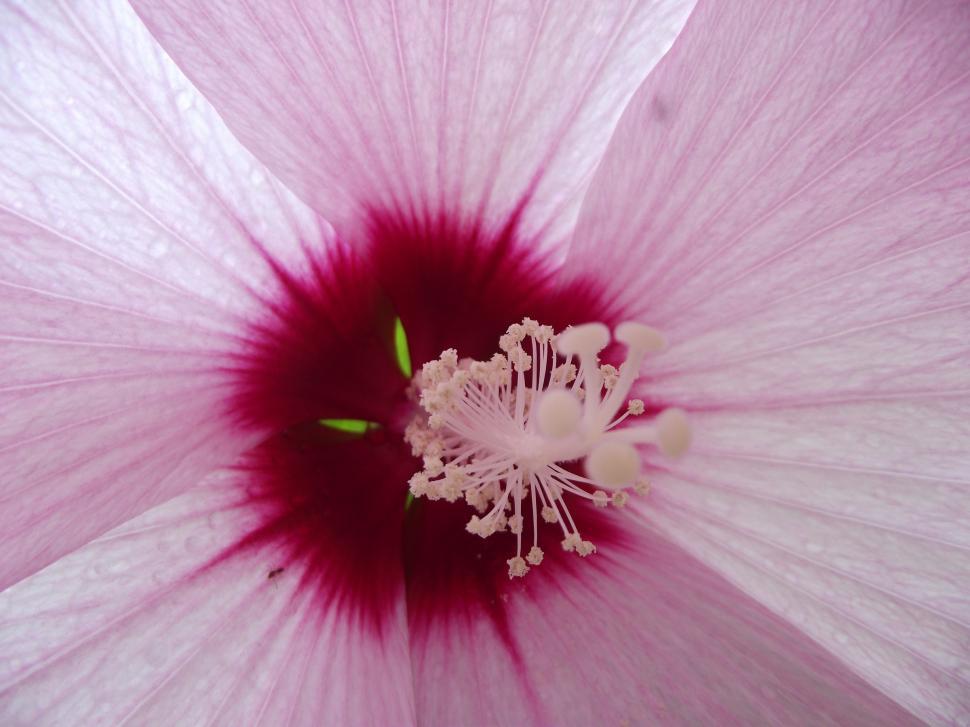 Free Image of Hibiscus flower center with pollen extreme close up detail 