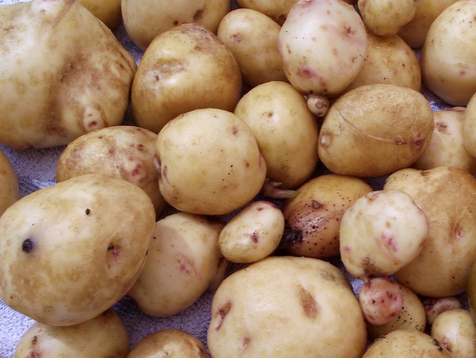Free Image of Yellow Potatoes fresh from the garden 