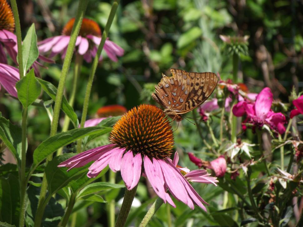 Free Image of Butterfly sitting on a purple coneflower flower 