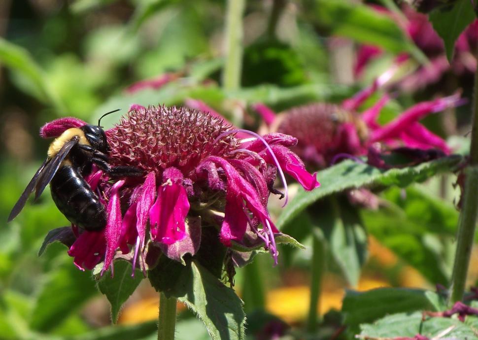 Free Image of Carpenter Bee on Bee Balm Flower close up 
