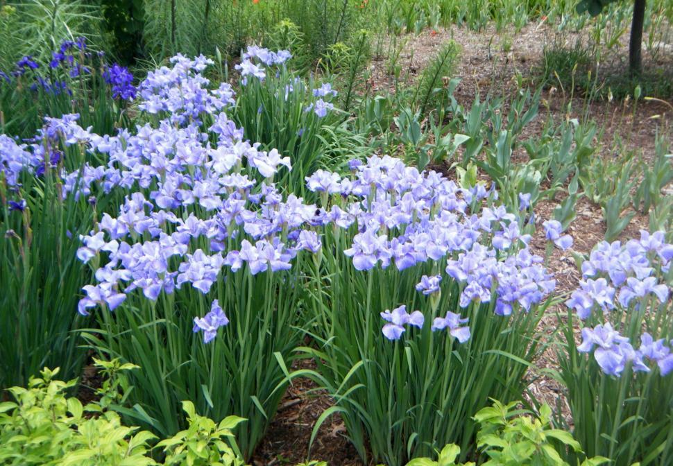 Free Image of Blue Iris Flowers 