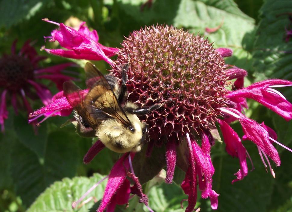 Free Image of huge bumble bee on bee balm flower close up 