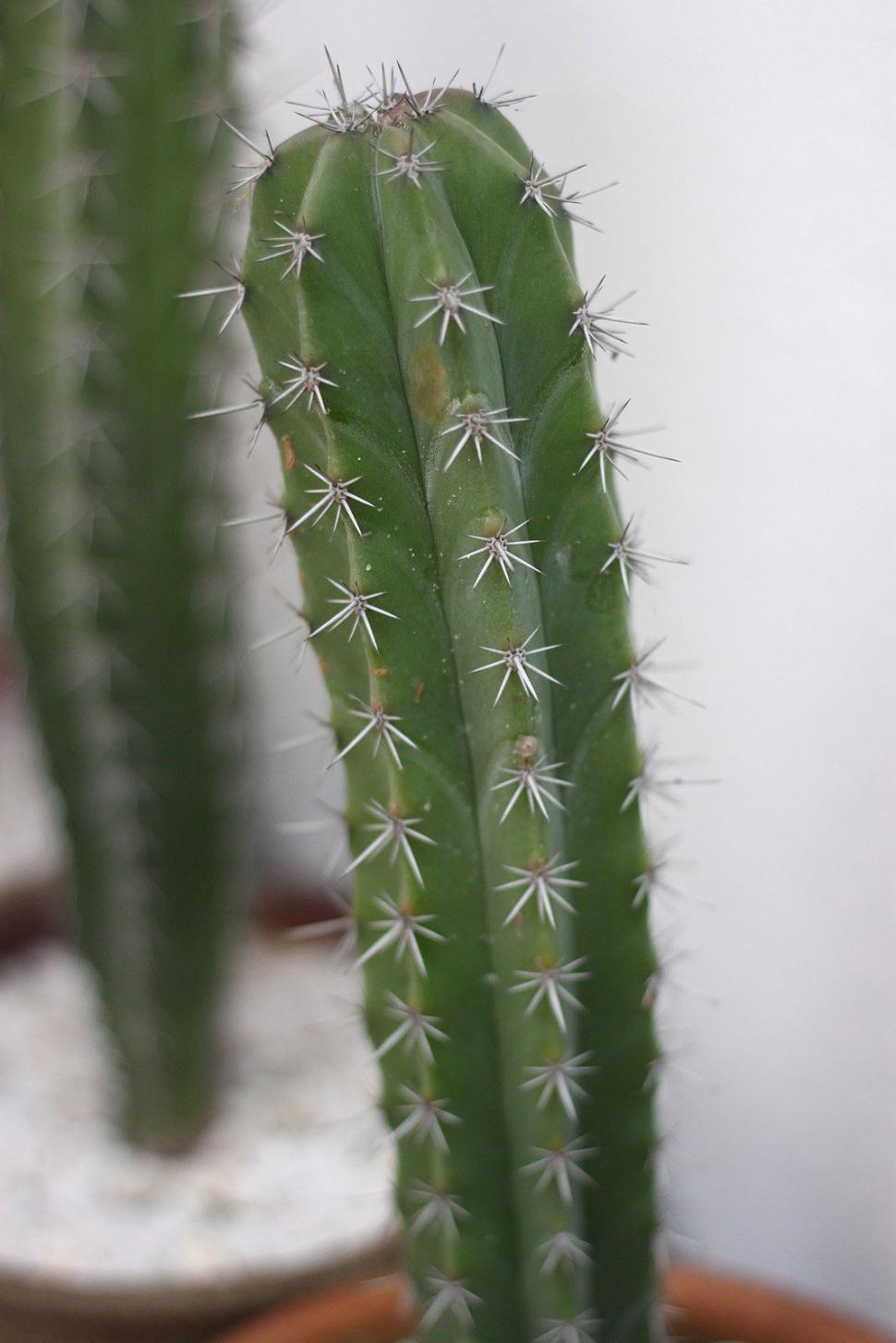 Free Image of Close Up of Cactus in Pot 