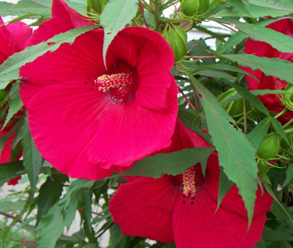 Free Image of Huge Red Hibiscus bush with flower 