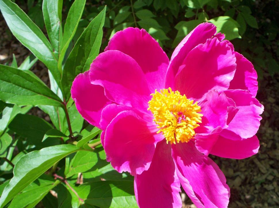 Free Image of Very large pink and yellow peony flower 
