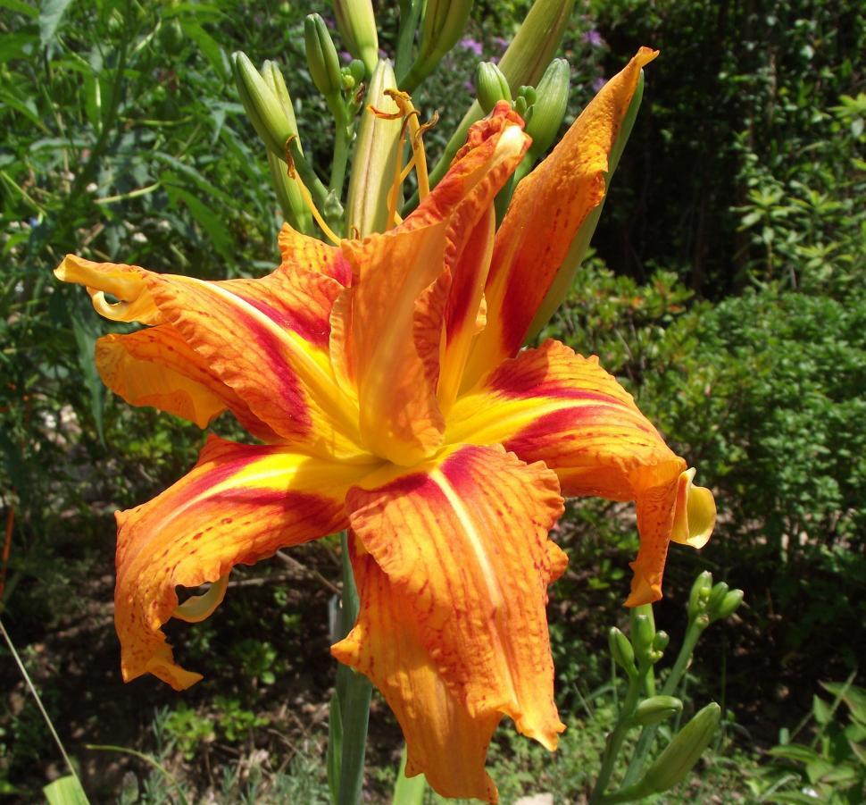 Free Image of orange and yellow fire lilly flower 