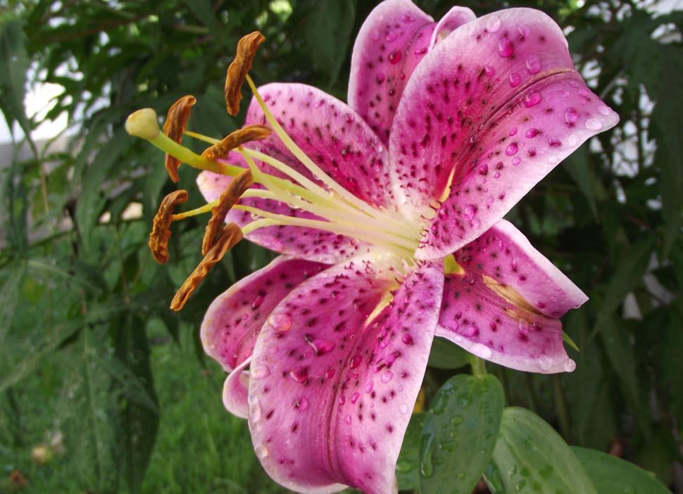 Free Image of pink and fuschia lilly flower 