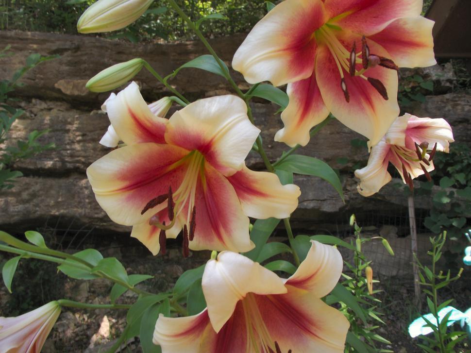 Free Image of Red and white lilly flowers 