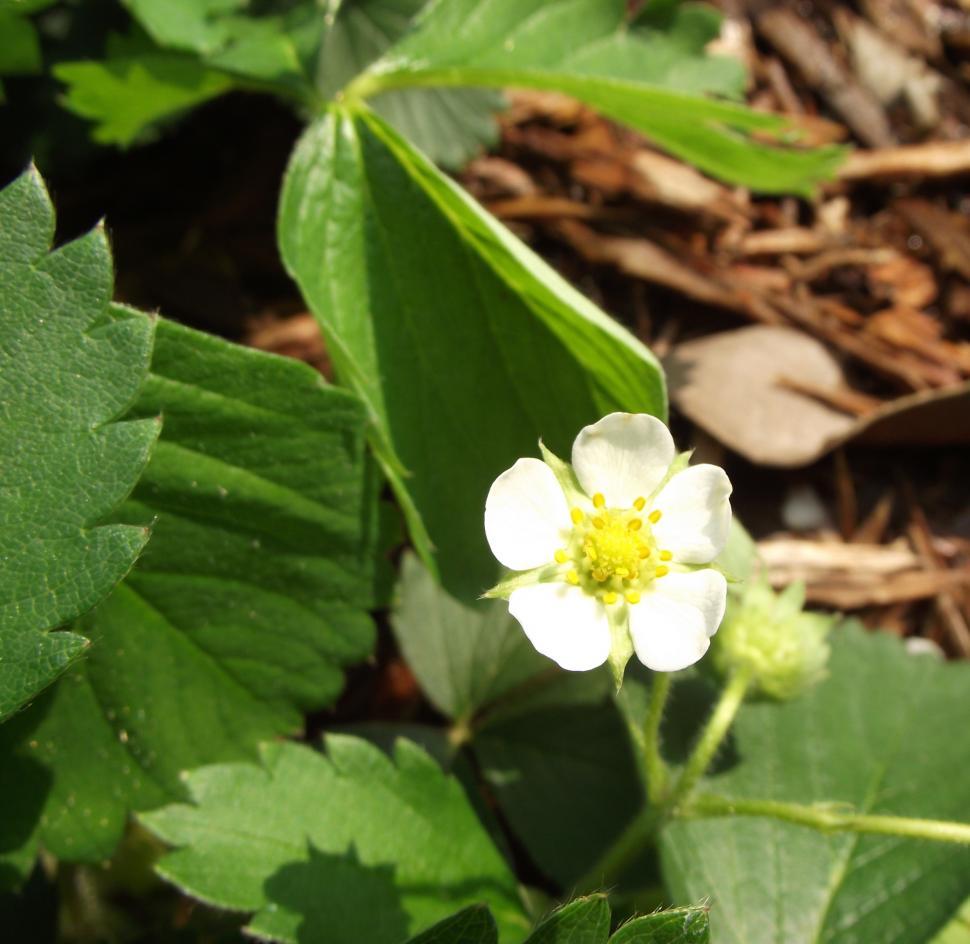 Free Image of Strawberry flower bud just starting a new strawberry 