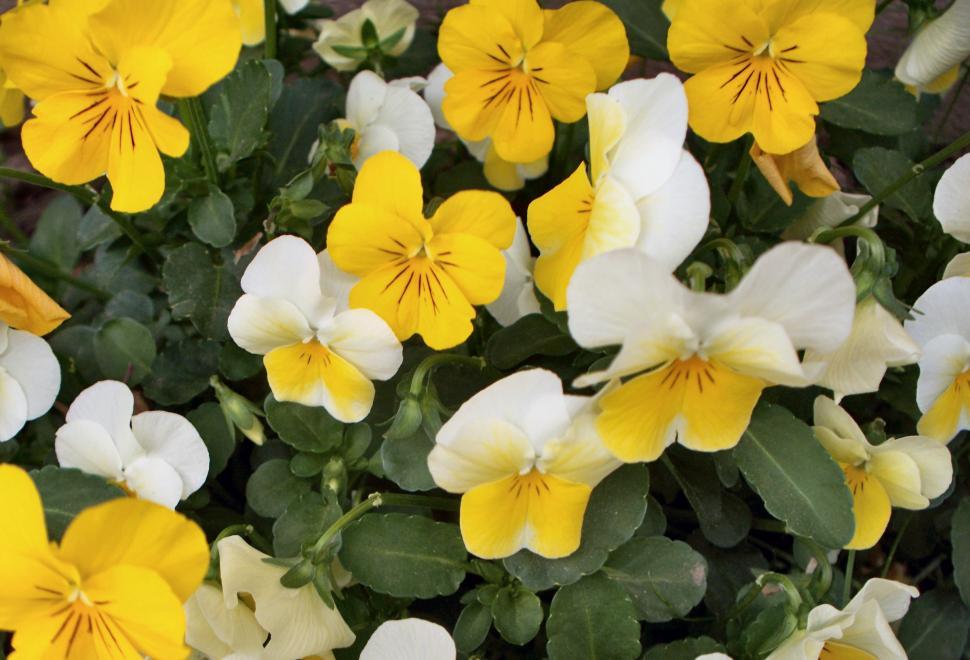 Free Image of Yellow and white pansy flowers close up 