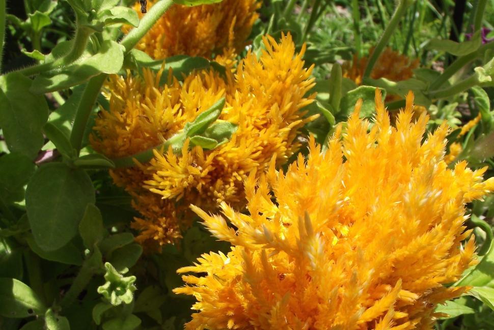 Free Image of Yellow Cockscomb Flower Flowering 