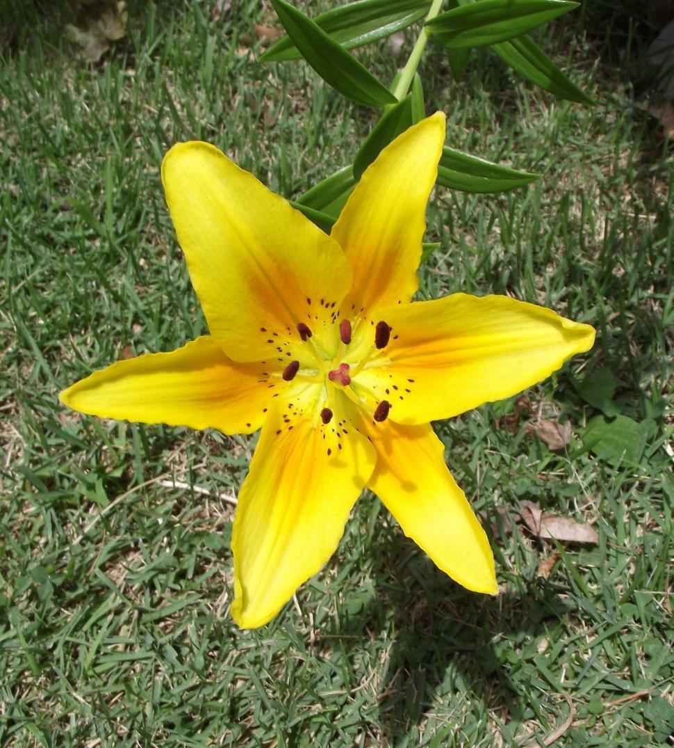 Free Image of Single Yellow Lilly Close up 