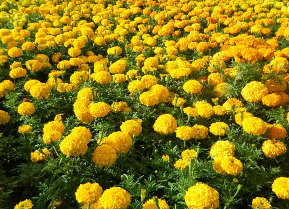 Free Image of Yellow marigold flower field 