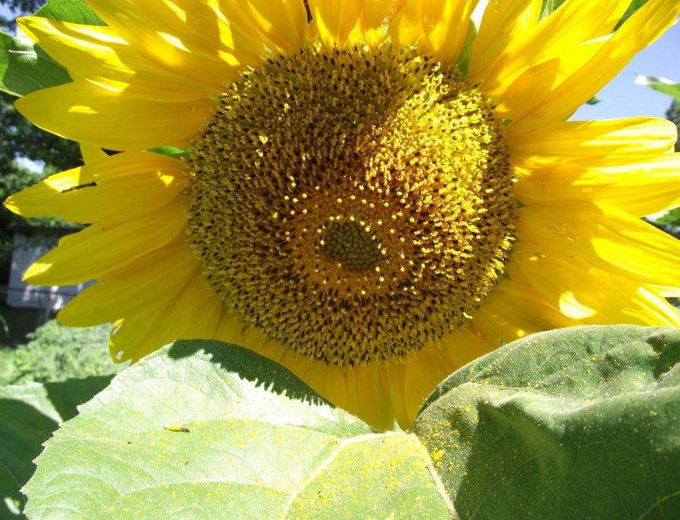 Free Image of Yellow sunflower plant with flower and pollen 