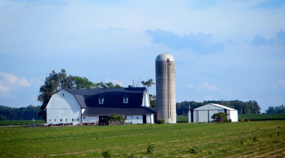 Free Image of Dairy farm with cows, silos, corn fields, barns, sheds, and farmhouse 