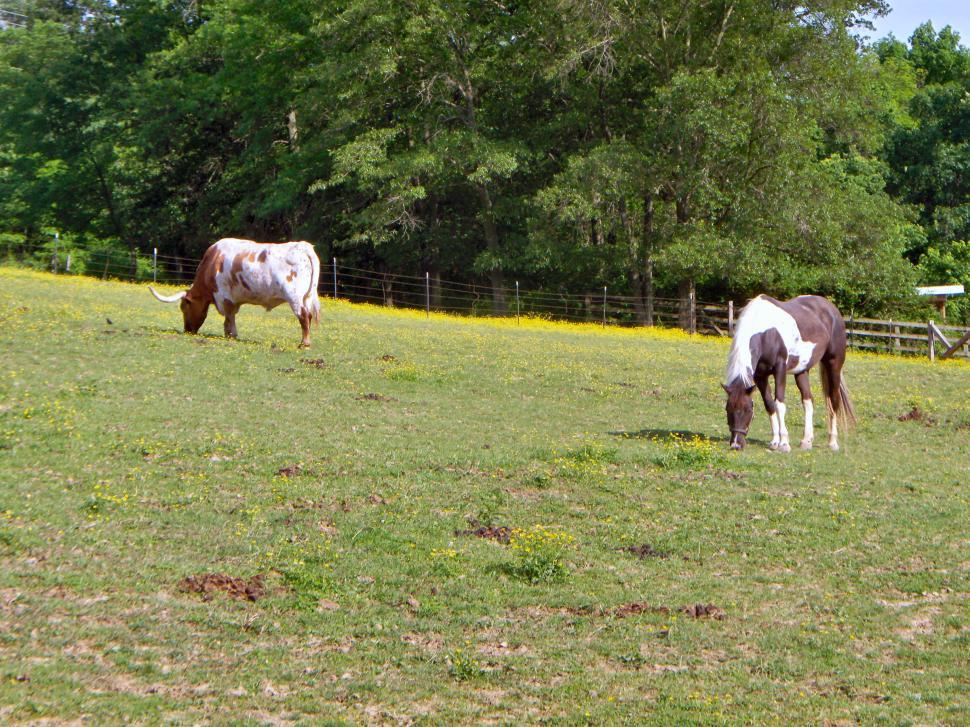 Free Image of horse and steer grazing in a field 