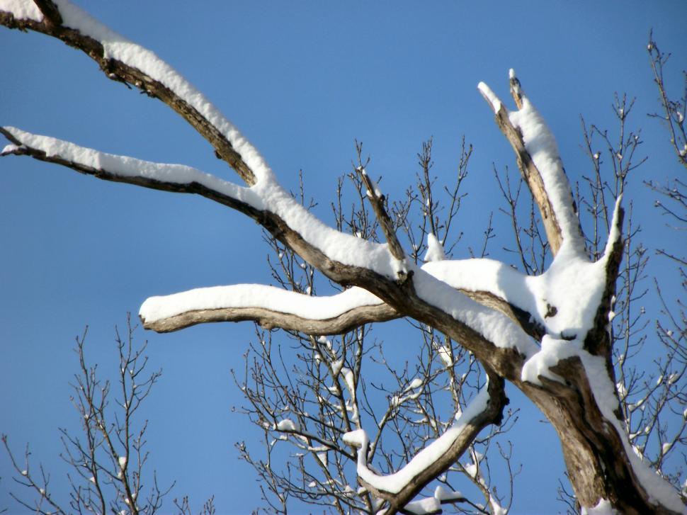 Free Image of Snow Covered Tree Branches in the Winter Time 
