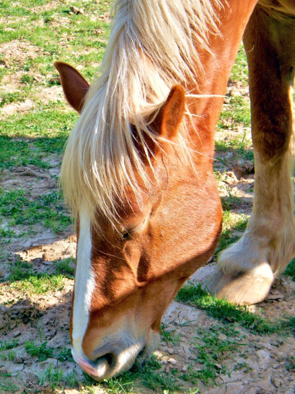Free Image of Beautiful Horse Head and Mane 