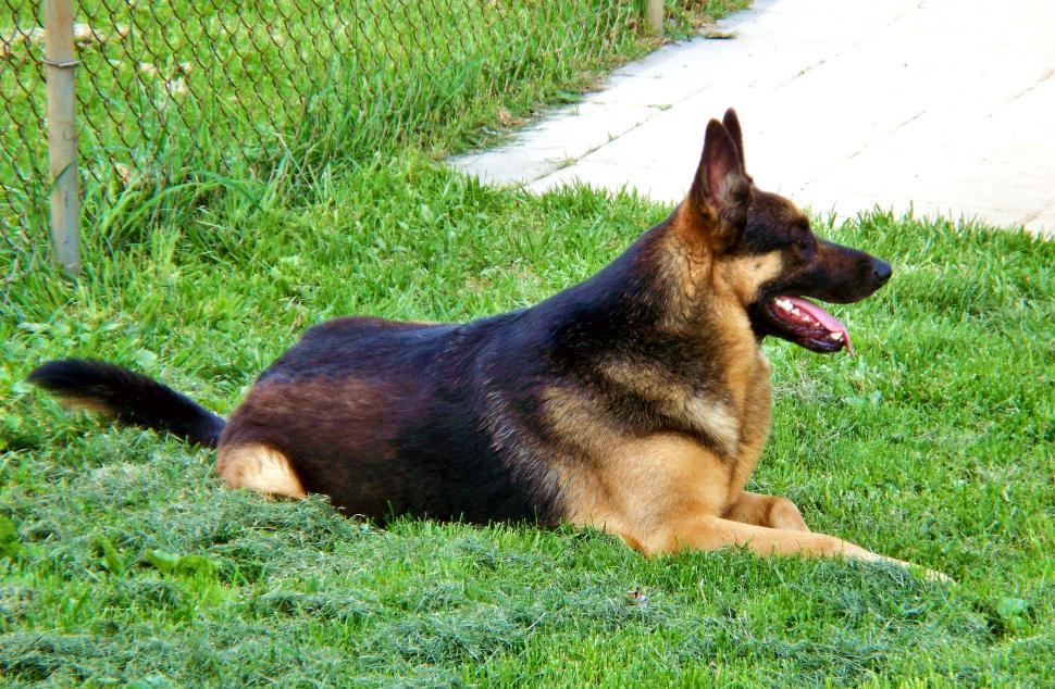 Free Image of German shepard guard dog black and tan - Sampson 