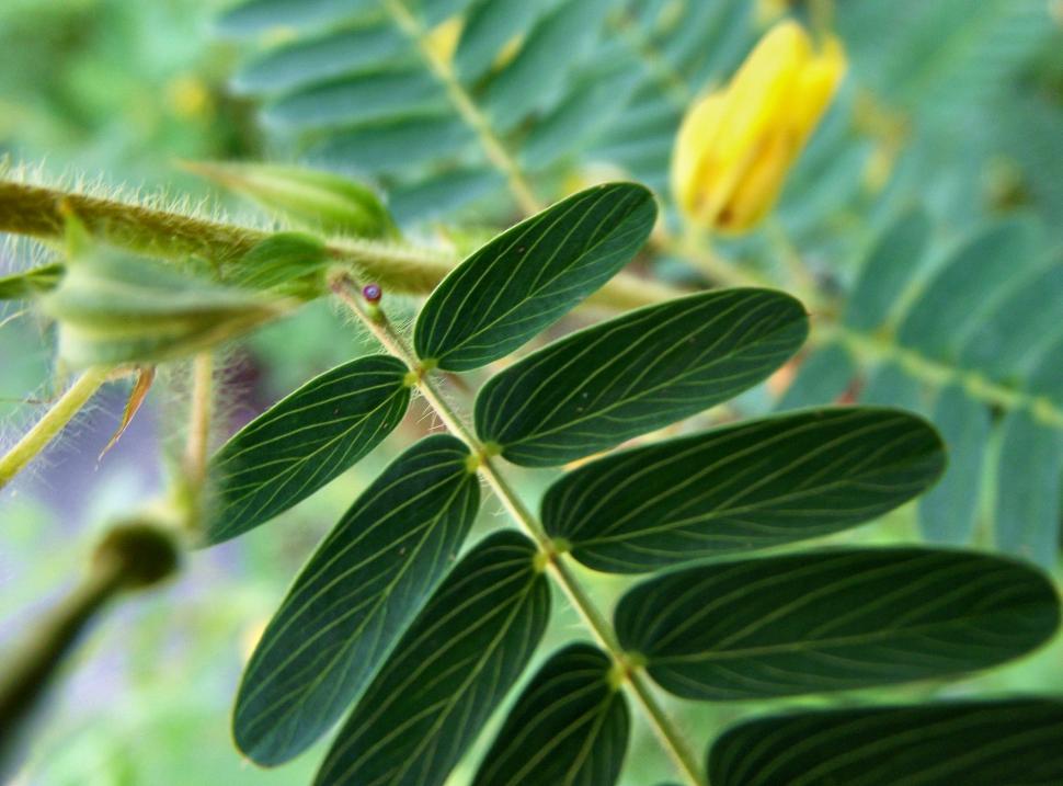 Free Image of Super close macro shot of a green fern plant leaf 