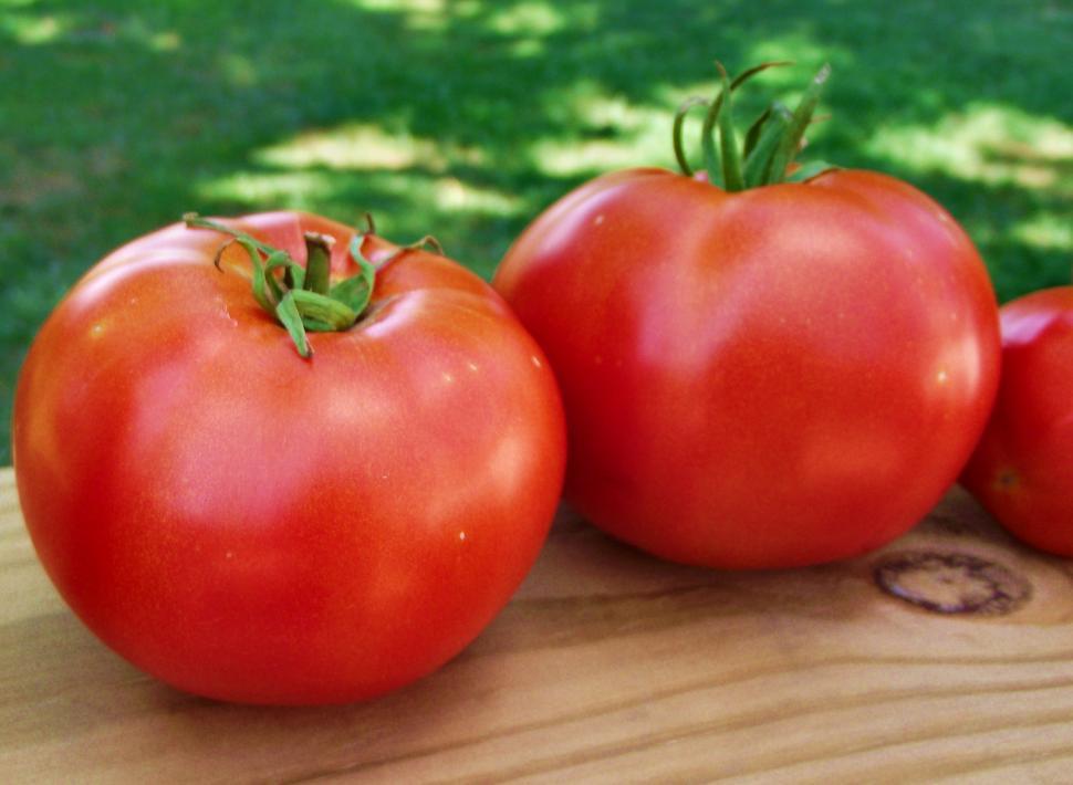 Free Image of Two red ripe tomatoes from the garden 