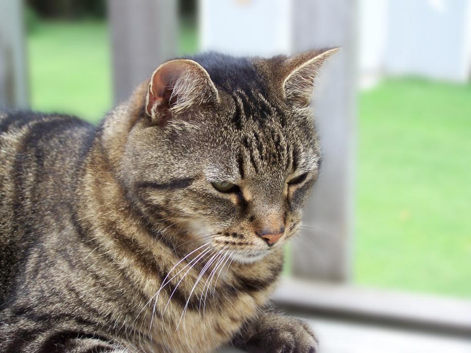 Free Image of Cat Sitting on Window Sill, Observing Outside 