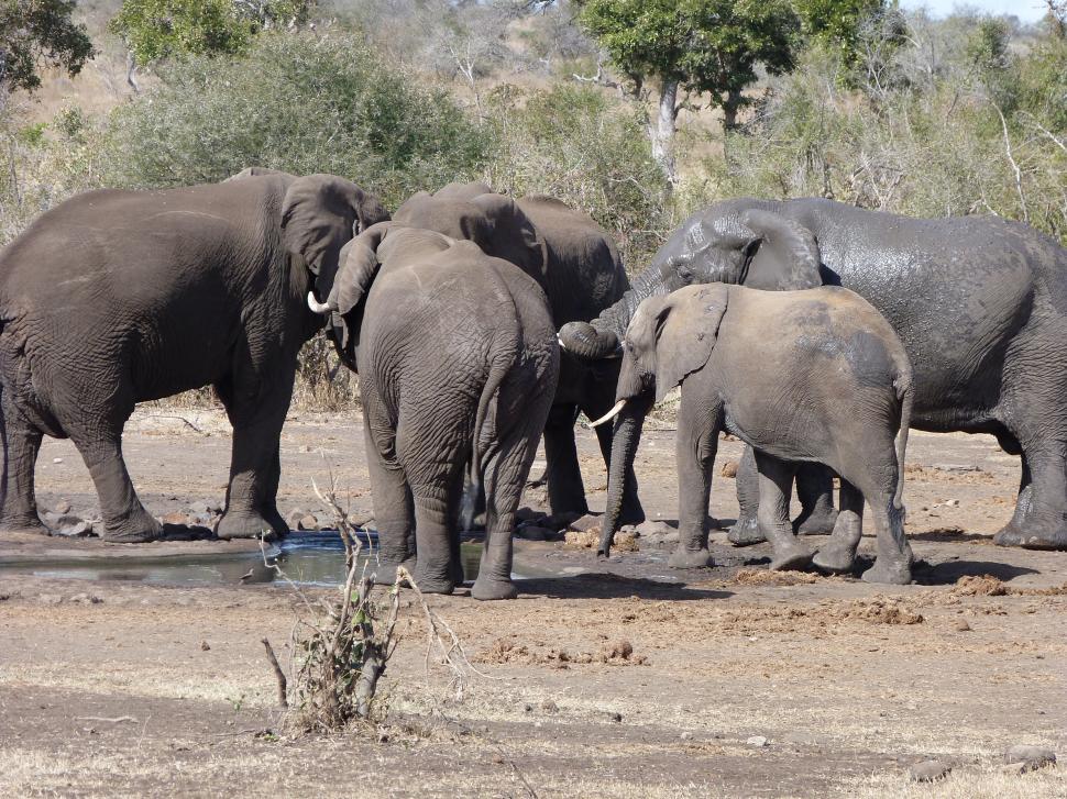 Free Image of Elefants 