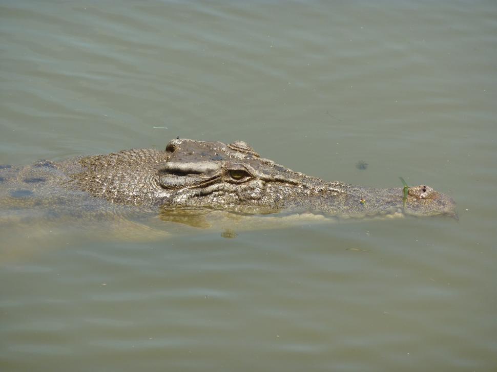 Free Image of crocodile 