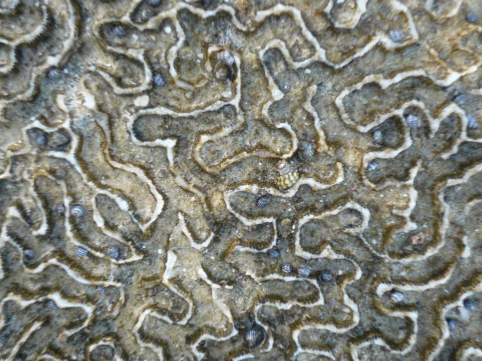 Free Image of Brain Coral 