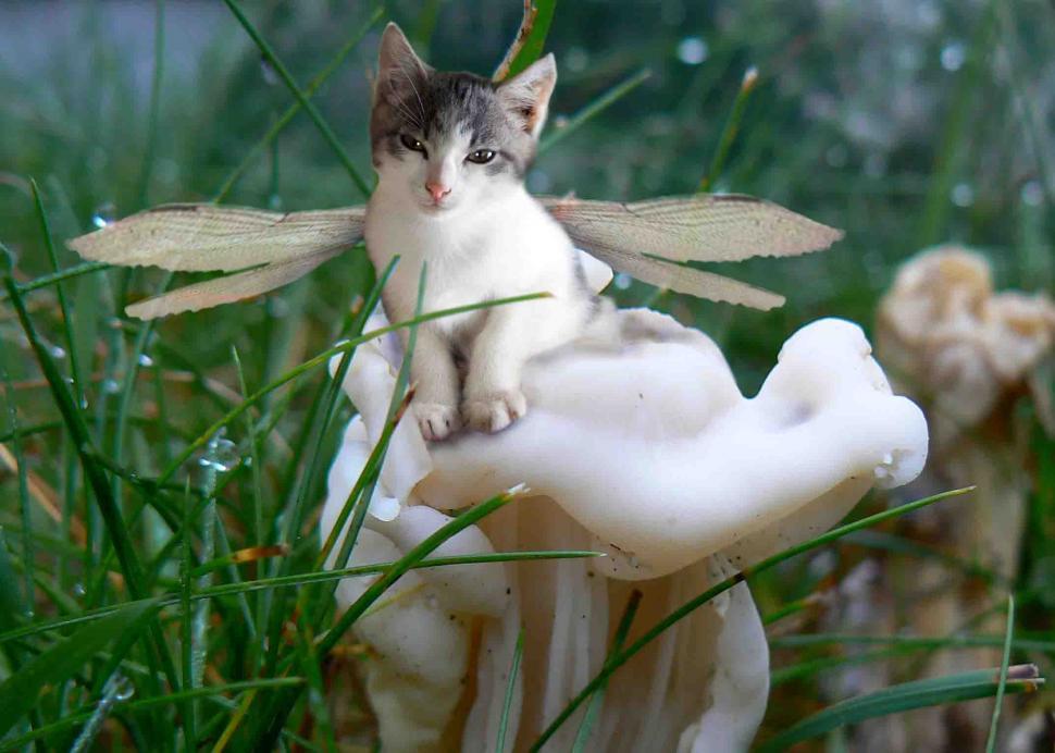 Free Image of Fairy kitten on a mushroom 