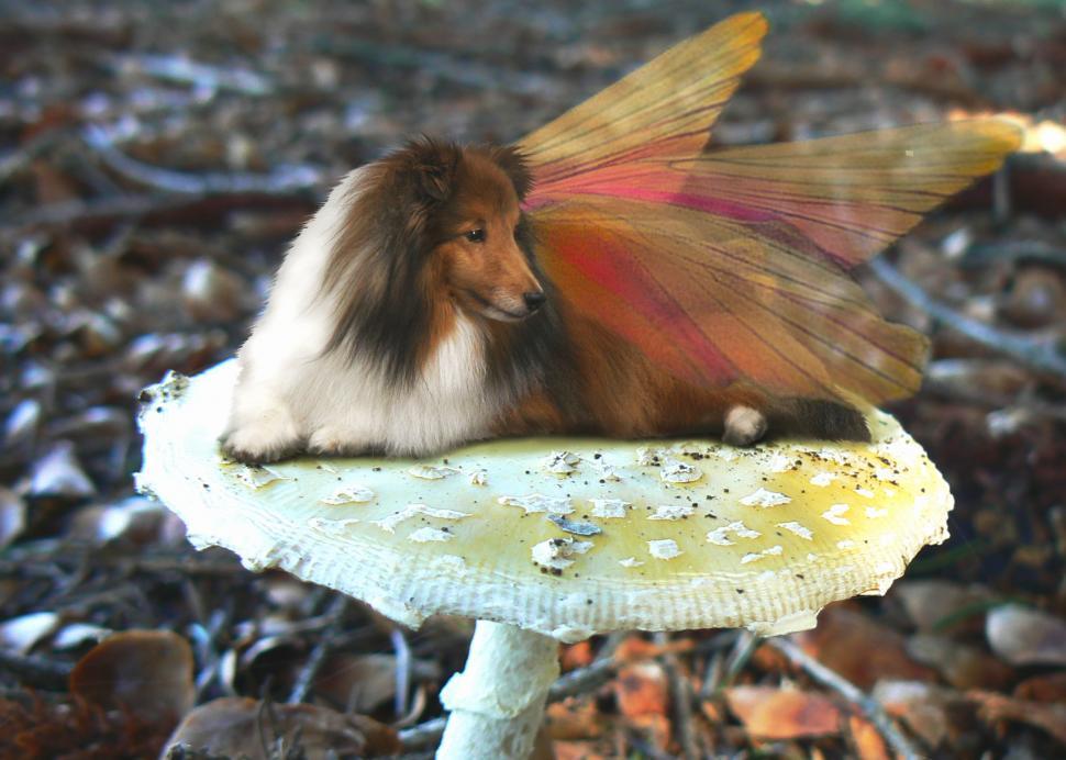 Free Image of Sheltie Fairy Dog on a Mushroom 