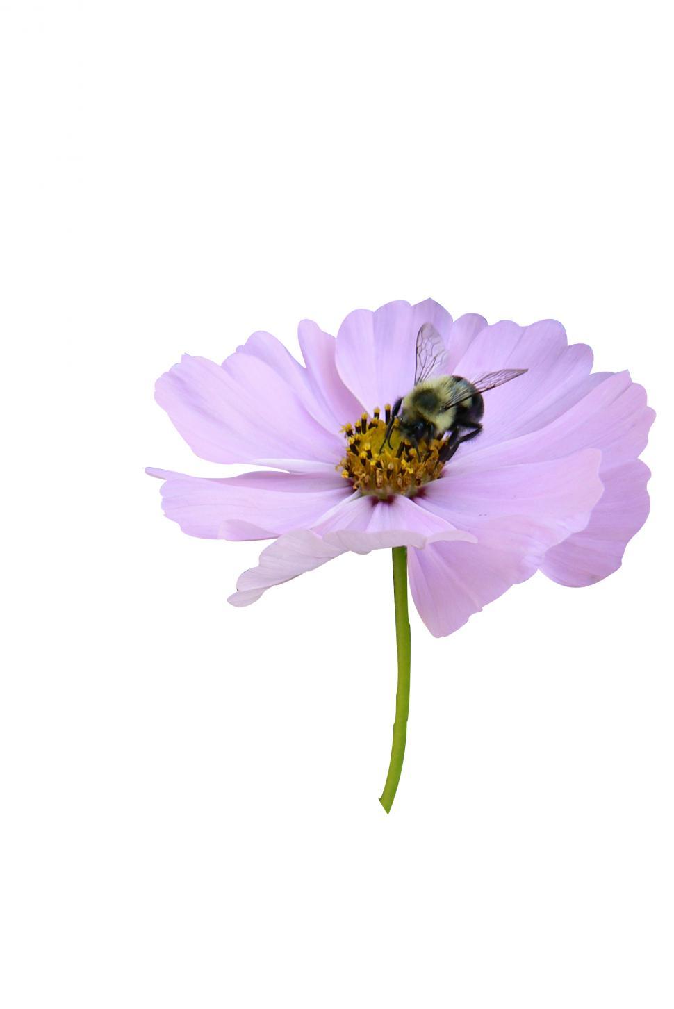Free Image of Bee on Flower  